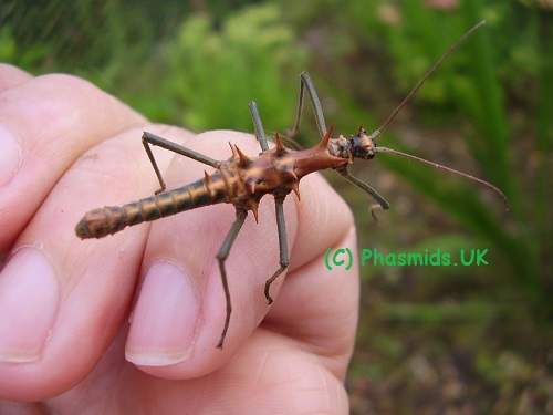 photo of a small brown spiney stick insect